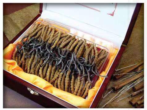 韩城冬虫夏草回收